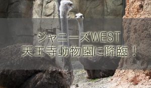 ジャニーズWEST天王寺動物園に撮影ロケで降臨！？Twitter妄想勢が落胆